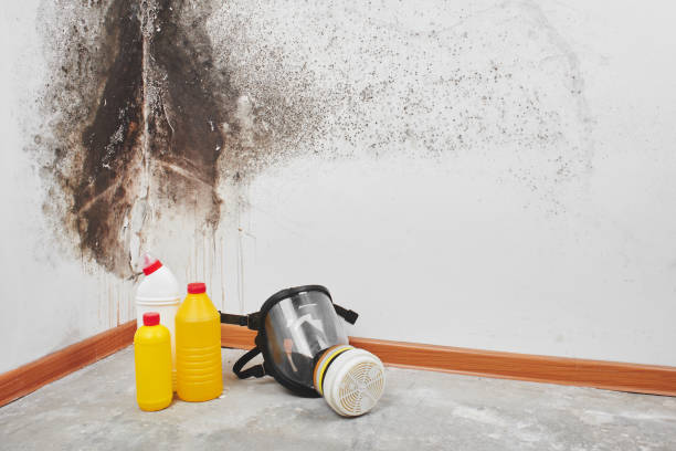 Trusted Trowbridge Park, MI Mold Removal Experts