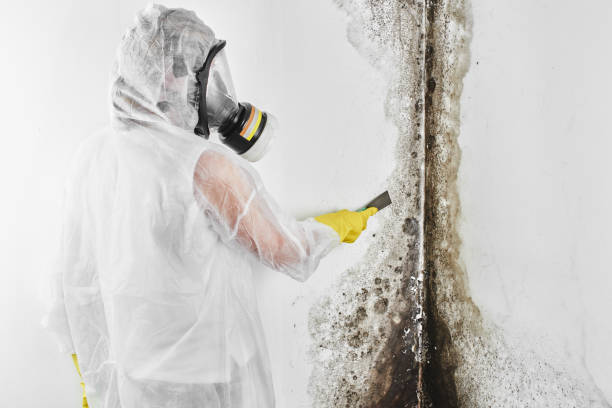 Best Mold Removal Company Near Me  in Trowbridge Park, MI