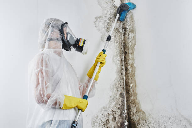 Best Black Mold Removal  in Trowbridge Park, MI