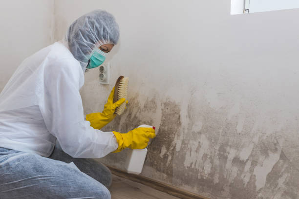 Best Local Mold Removal Service  in Trowbridge Park, MI