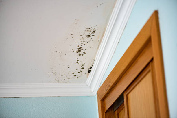 Best Attic Mold Removal  in Trowbridge Park, MI