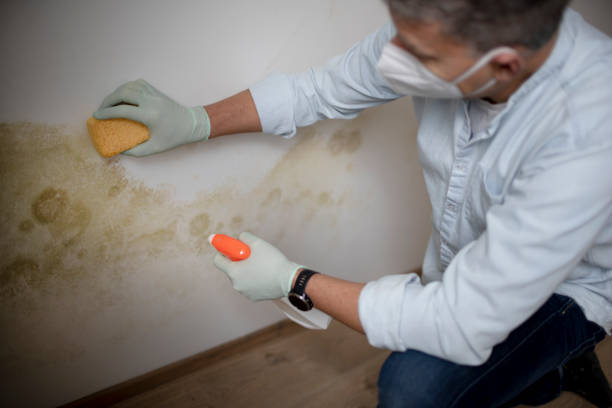 Best Mold Remediation  in Trowbridge Park, MI