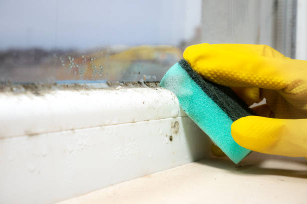 Best Toxic Mold Removal  in Trowbridge Park, MI