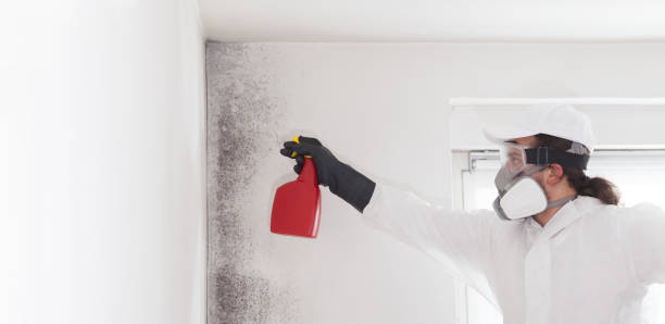 Best Office Mold Removal Services  in Trowbridge Park, MI