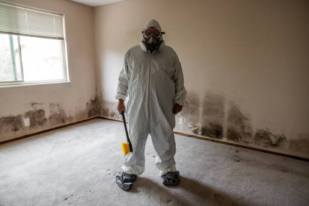 Best Mold Removal and Inspection  in Trowbridge Park, MI