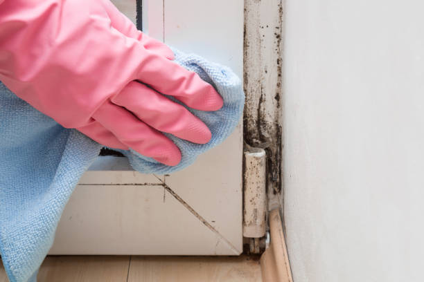 Best Local Mold Removal Service  in Trowbridge Park, MI