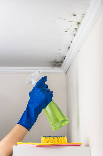 Best Fast Mold Removal  in Trowbridge Park, MI