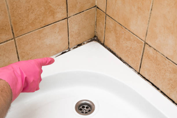 Best Home Mold Removal  in Trowbridge Park, MI